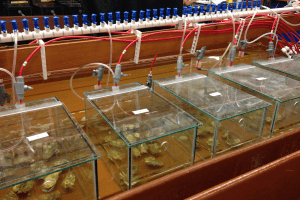 Environmental Epigenetics Lab Oysters