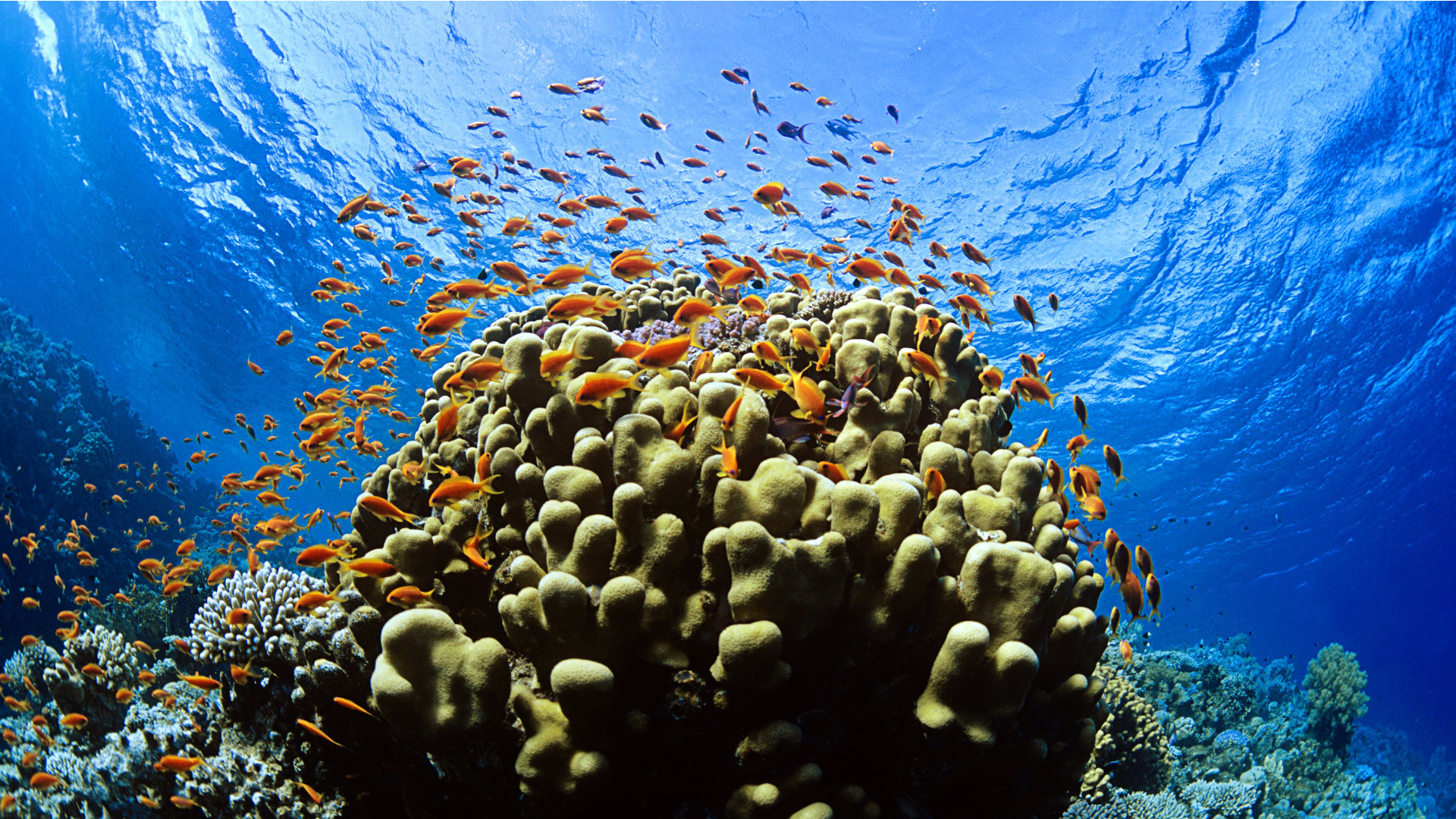 Corals Have a Secret Weapon Against a Warming Climate