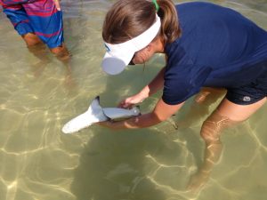 Epigenetics as a new frontier to improve shark nursery conservation in Bimini, Bahamas