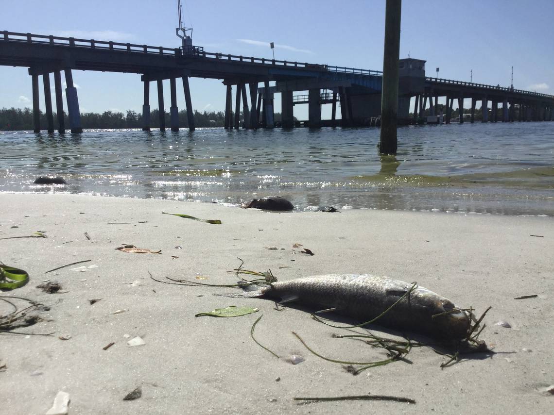 When Will Red Tide Go Away? It’s Not Looking Good