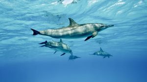 Environmental Epigenetics Lab Bottlenose Dolphins