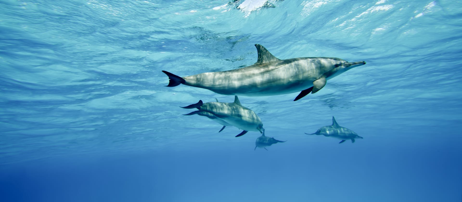 The BEAT, Epigenetic Aging in Bottlenose Dolphins