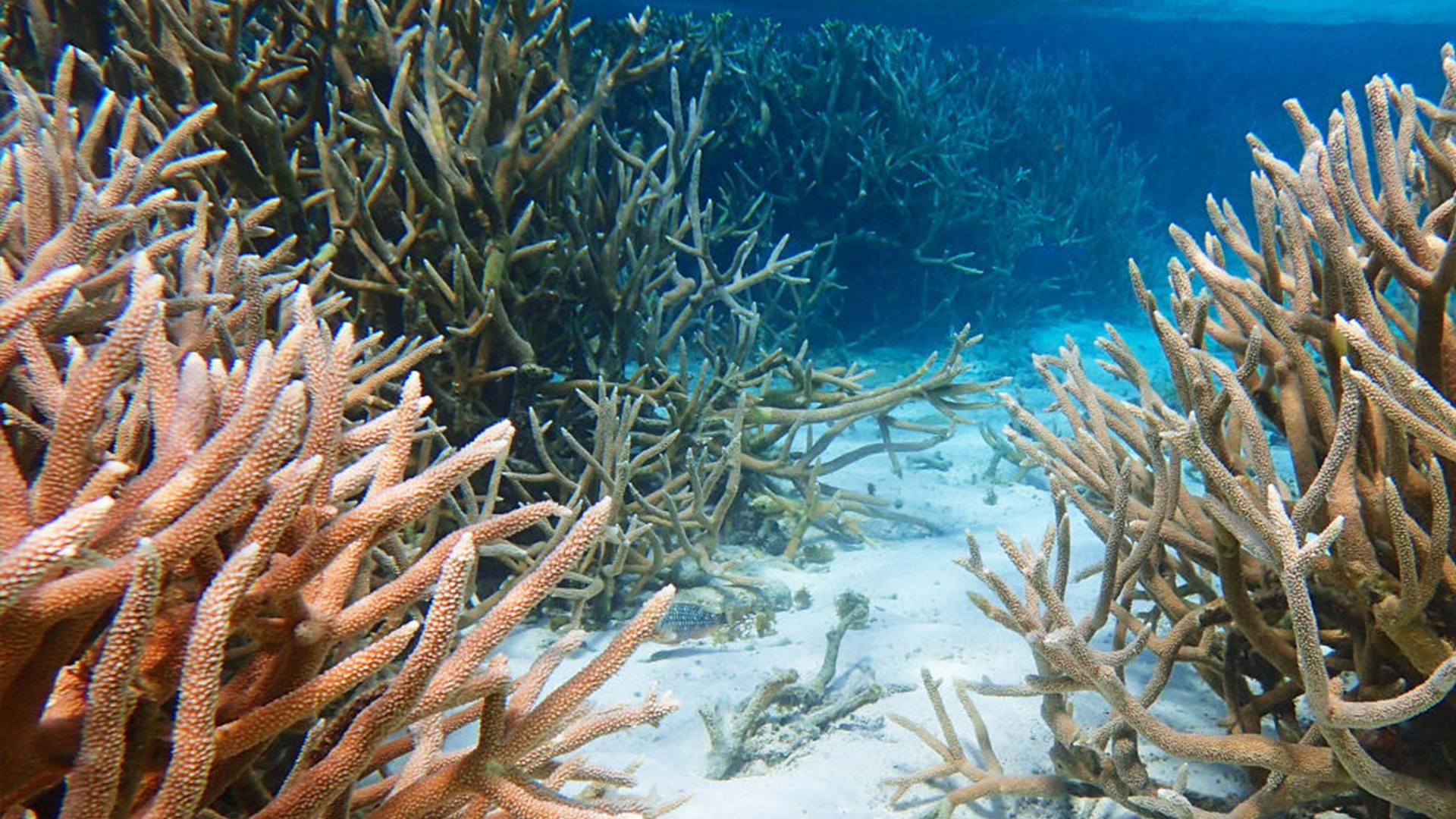 Ph.D. candidate helps guide research to support coral conservation