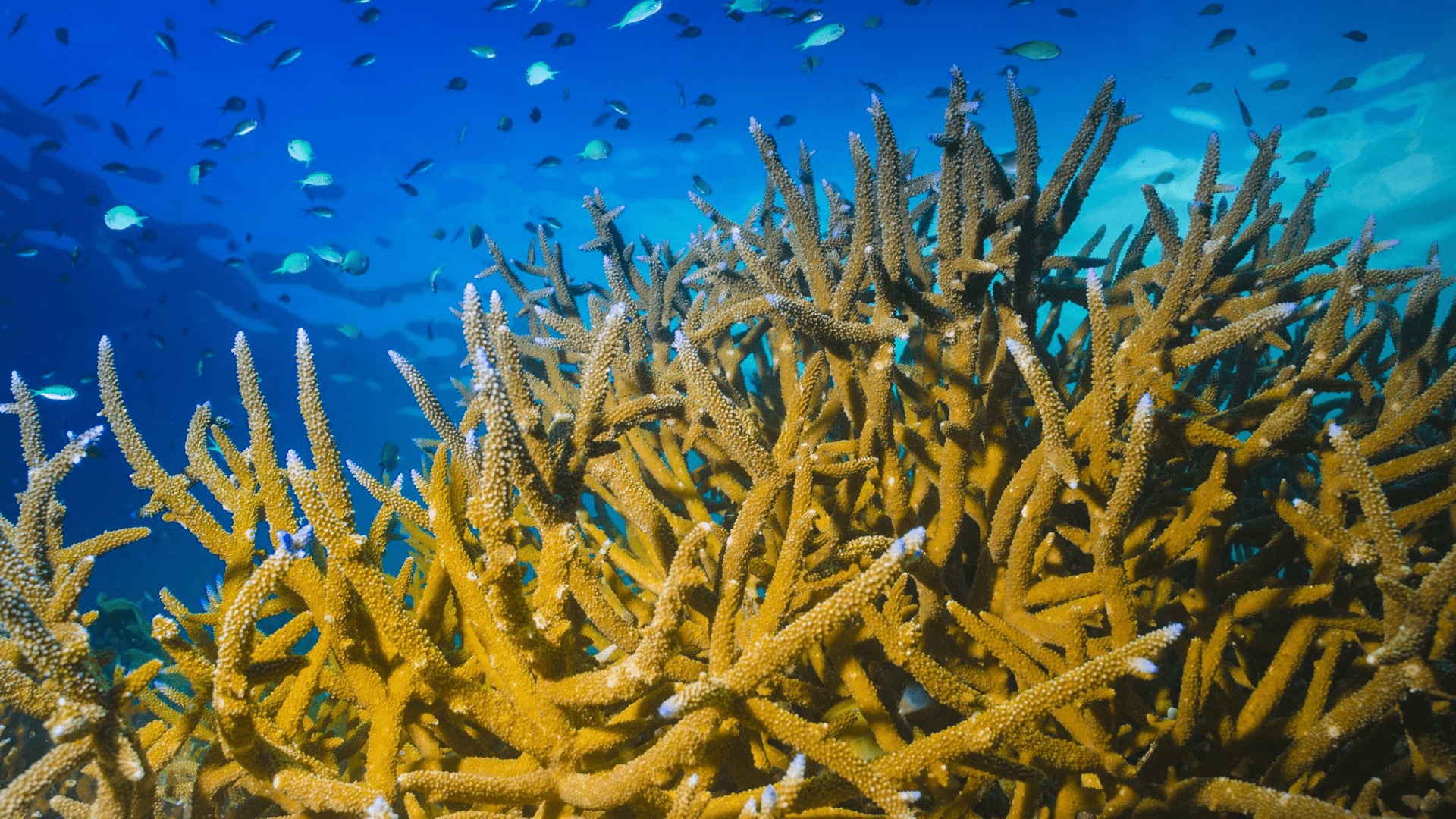 Could a Little Tough Love Help Corals Adapt to Climate Change?