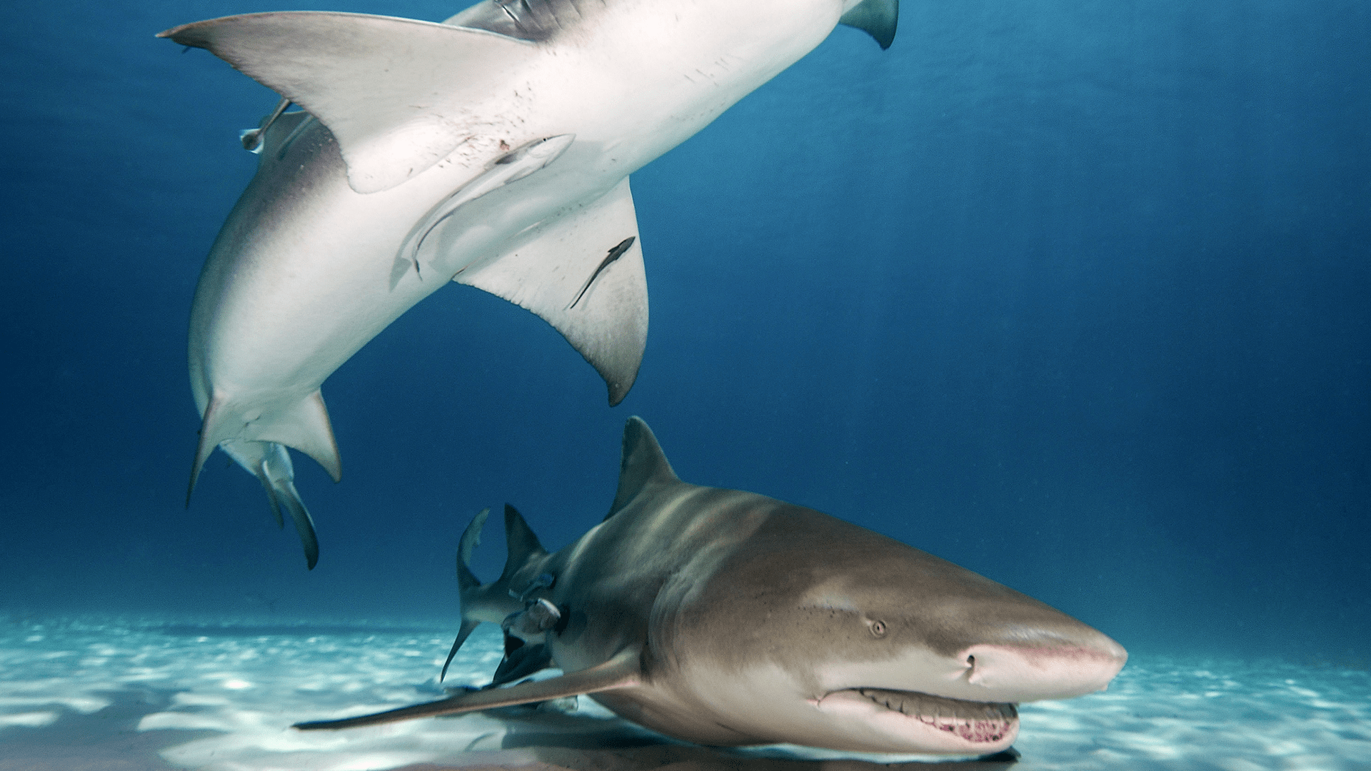 Bimini Dredge Leaves its Mark on Sharks’ DNA