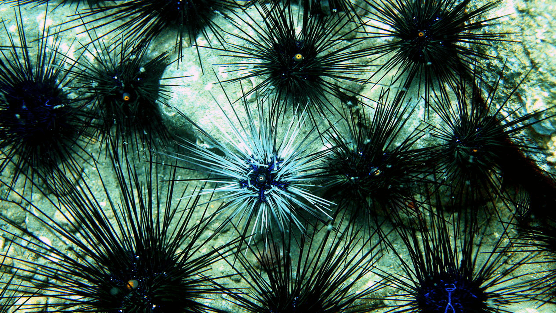 NOAA · Sea Urchin · Environmental Epigenetics Lab